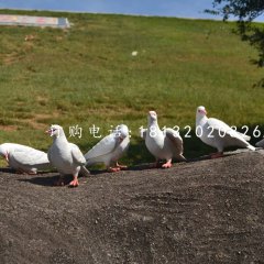 白鴿雕塑，玻璃鋼仿真動物